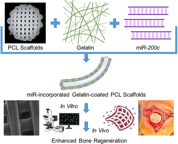 Unlocking the Potential of 3D Printing and PCL Filament in Bone Regeneration